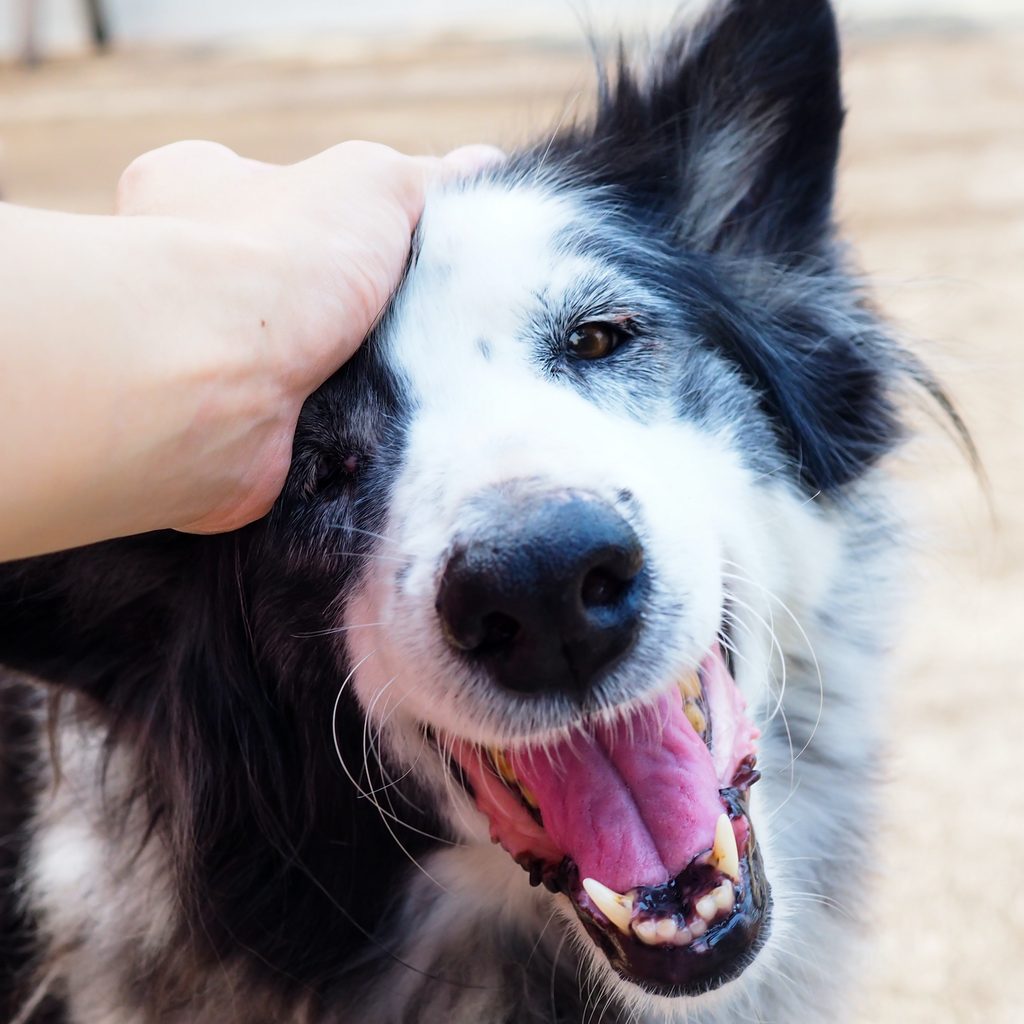 Someone reaches down to pet the face of an Australian cattle dog