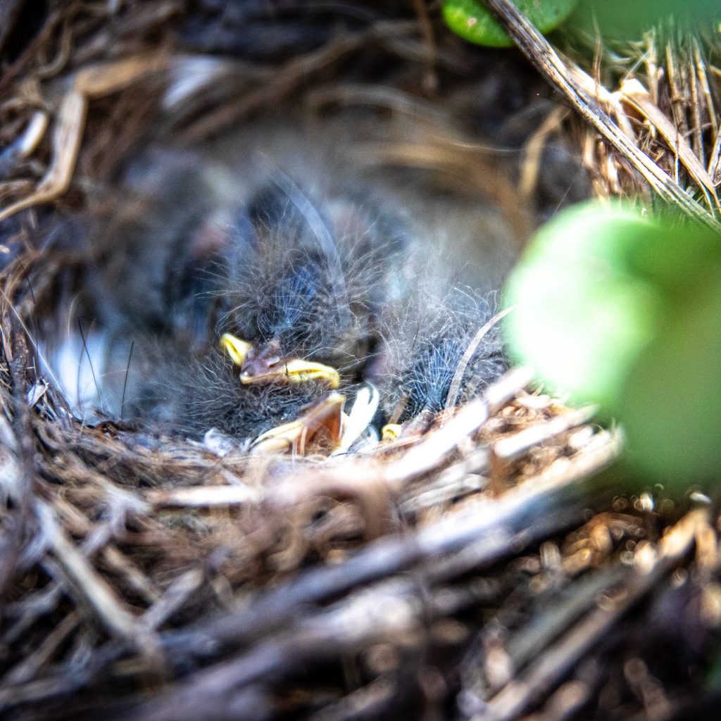 Baby bird hides in its nest