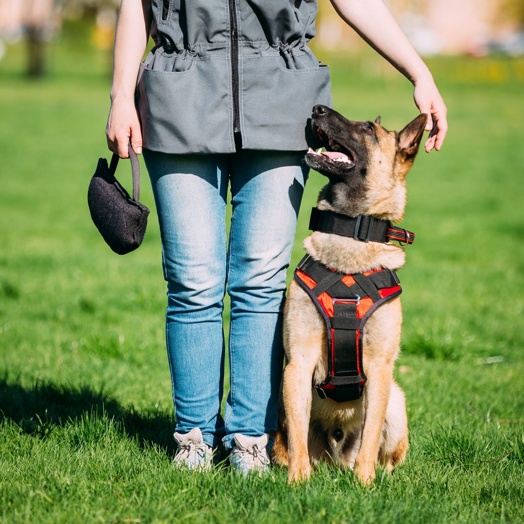 A Belgian Malinois dog sits next to their owner during training