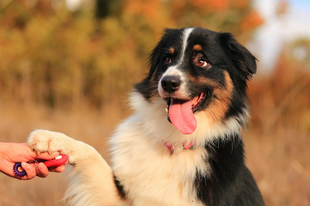A Bernese mountain dog offers their paw during a training session