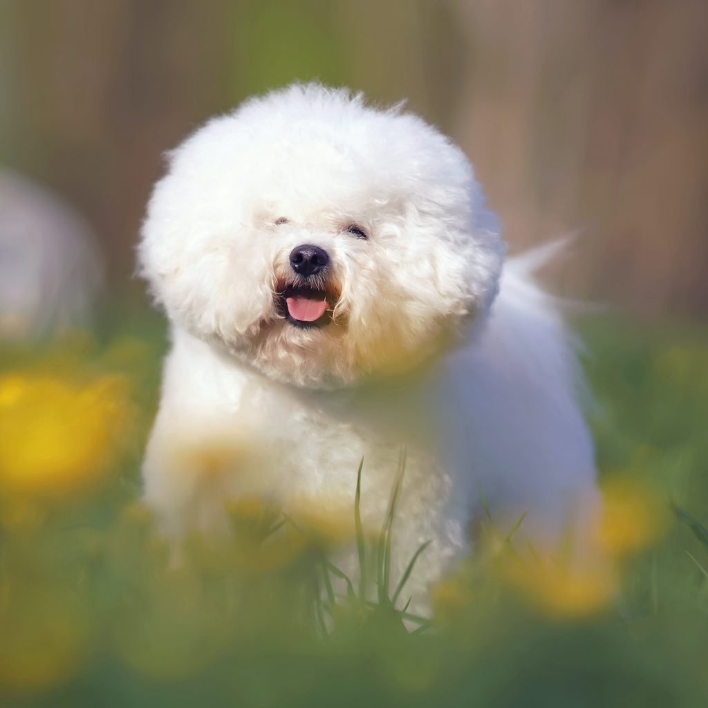 A fluffy Bichon Frise stands in a field of grass and flowers