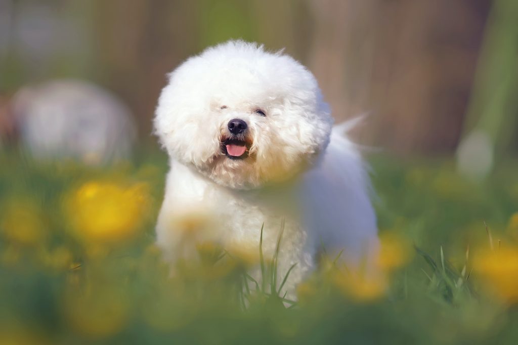 A fluffy Bichon Frise stands in a field of grass and flowers