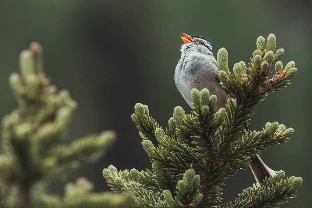 Bird sings from a perch in a pine tree