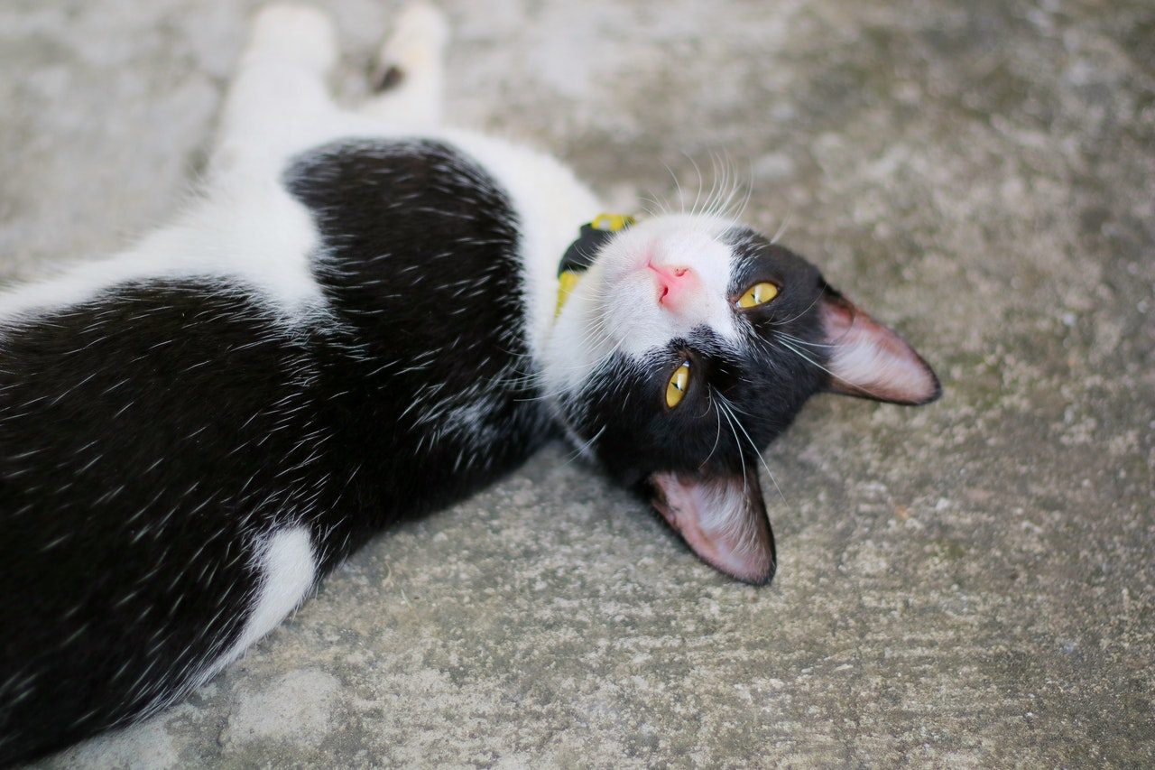A black and white American shorthair kitten wearing a yellow collar.