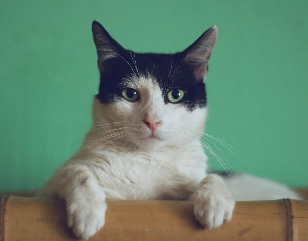a black and white cat in front of a green screen