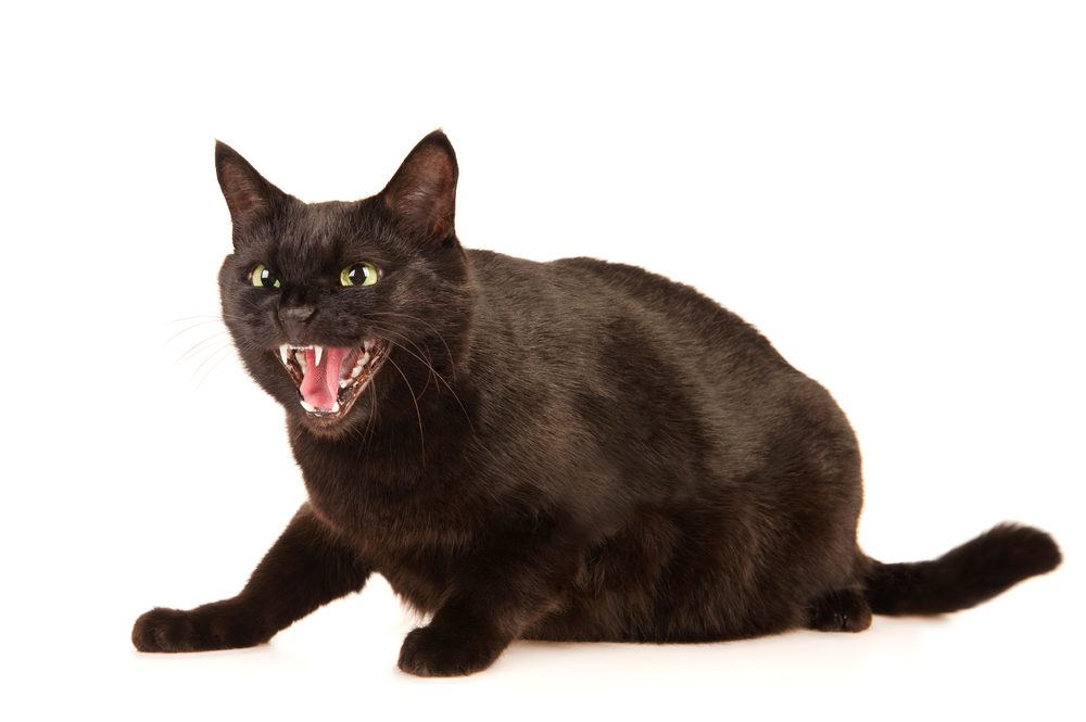 A hissing black cat sits isolated on a white background.