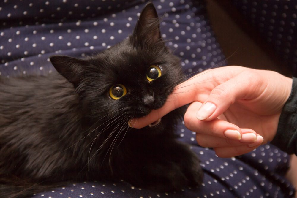 An amber-eyed black cat bites a woman's finger.