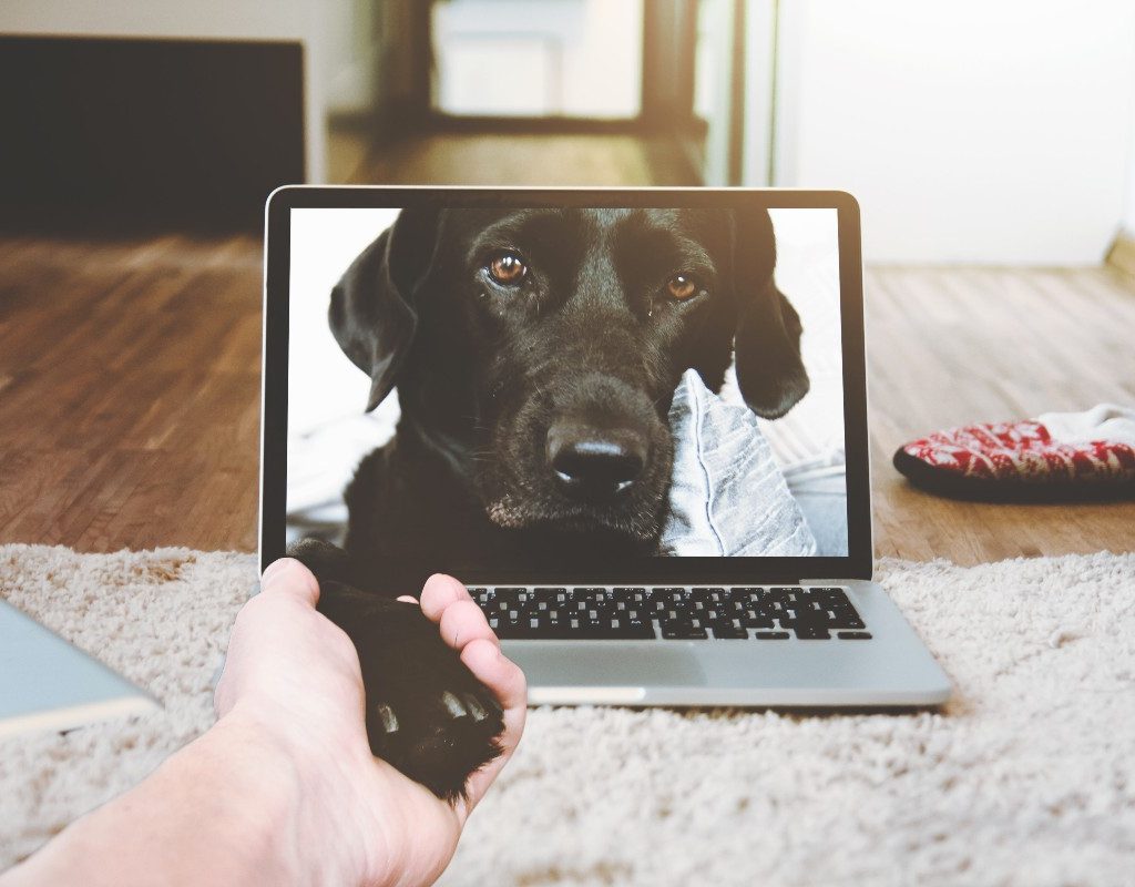 a black lab on a computer screen