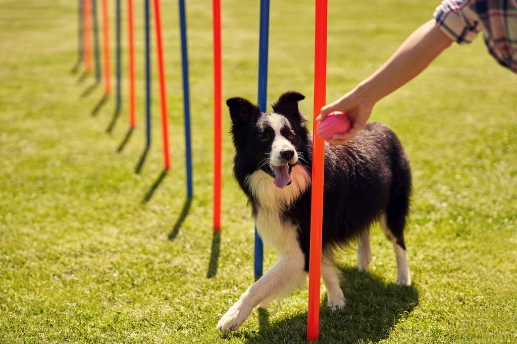 A Border Collie follows a toy through an agility course