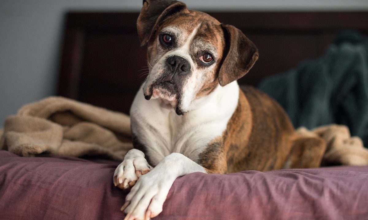 A senior boxer dog sits on a person's bed