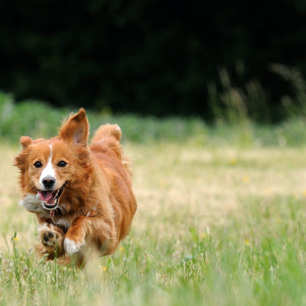 A dog runs through a field of tall grass