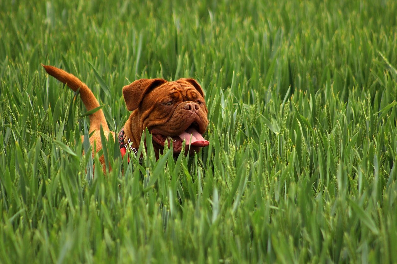 A brown Neapolitan Mastiff standing in a field of tall grass.