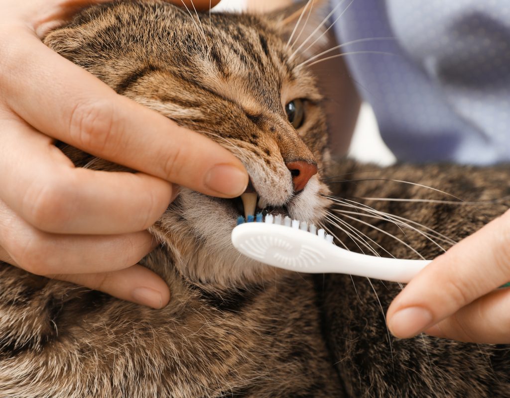 A person lifting a cat's lip and brushing its teeth with a toothbrush