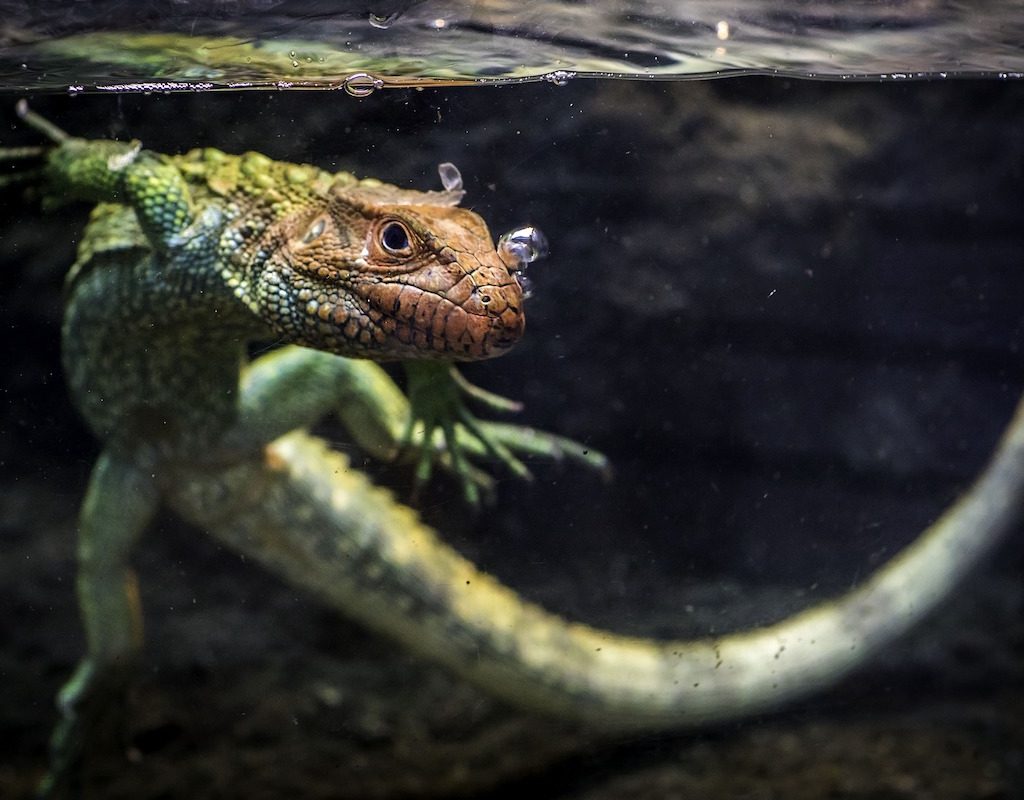Lizard looks out while swimming in a tank