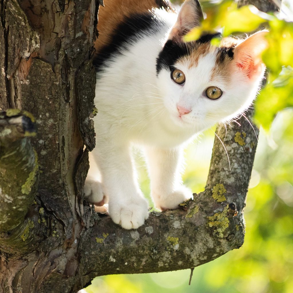 Calico cat climbing in a tree
