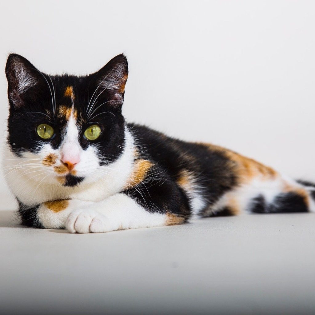 Calico cat lying on a white surface