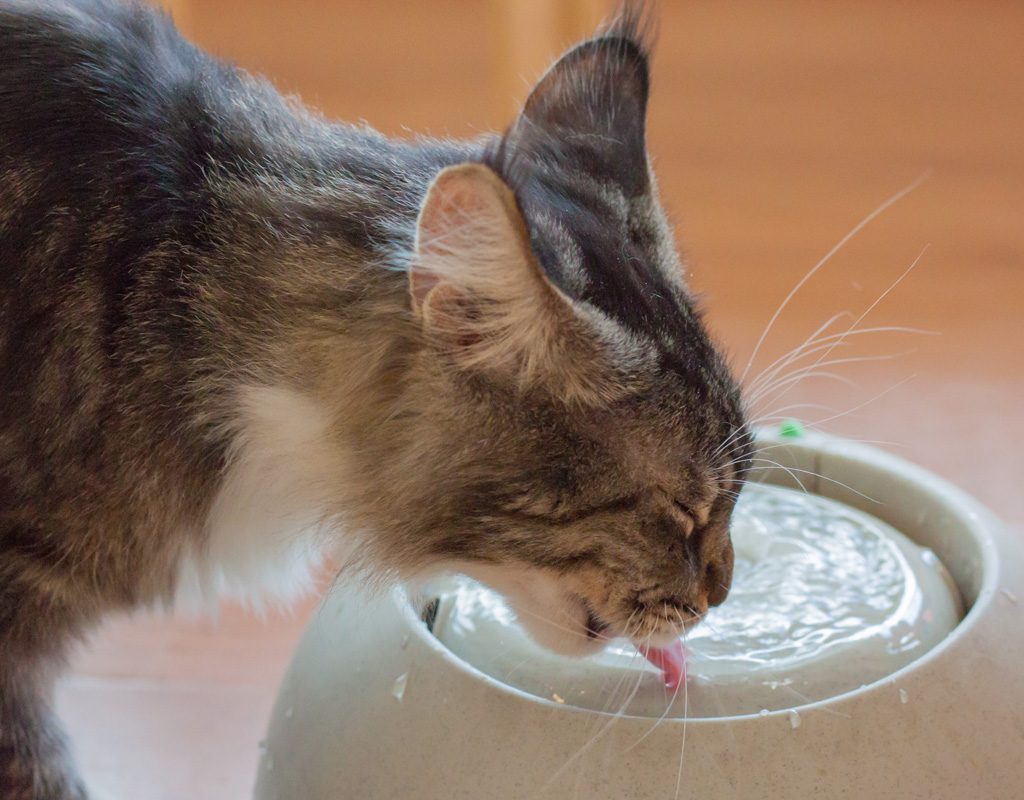 Cat drinking from water dish.