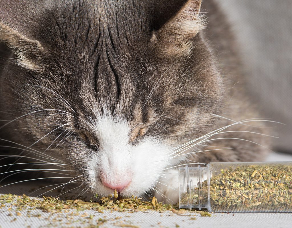 Grey and white cat eating catnip out of a plastic bottle