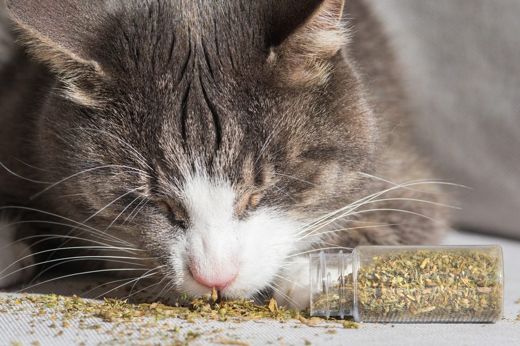 Grey and white cat eating catnip out of a plastic bottle