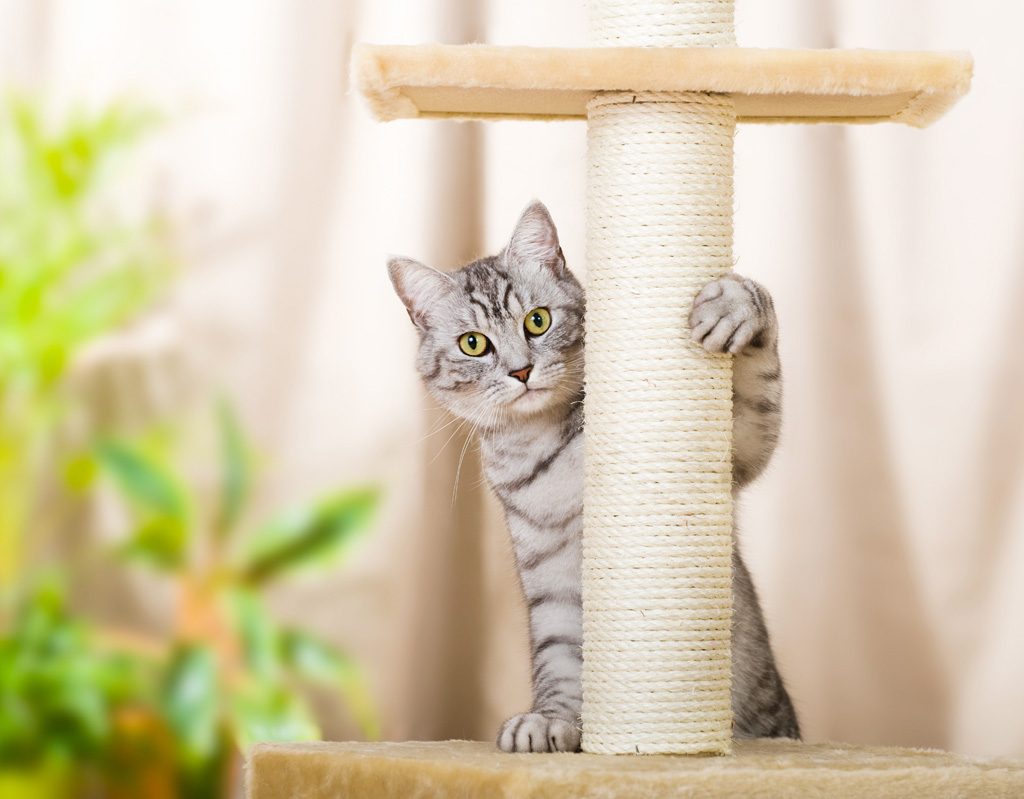 Cat peeping around scratching post.
