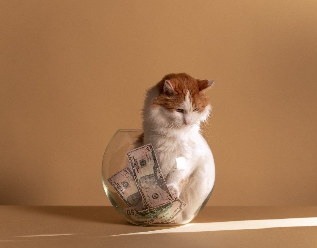 a cat reaching into a fishbowl with money