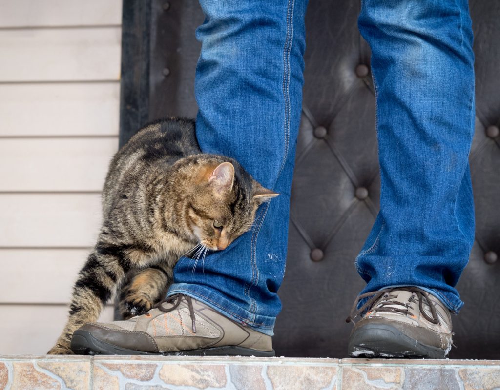Tiger cat rubbing against a person's legs