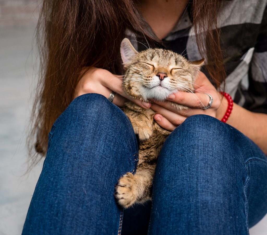 Cat sleeping on woman's lap.