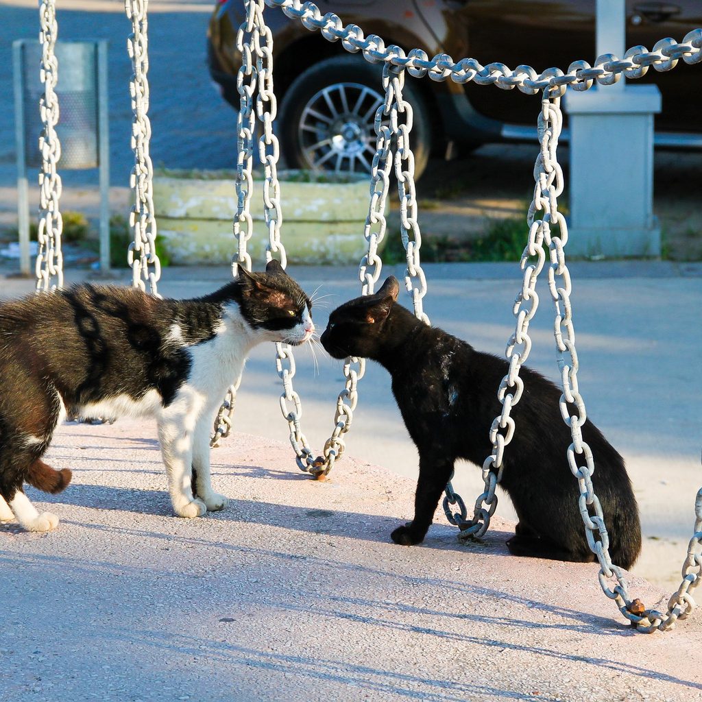 Two cats touching noses outdoors