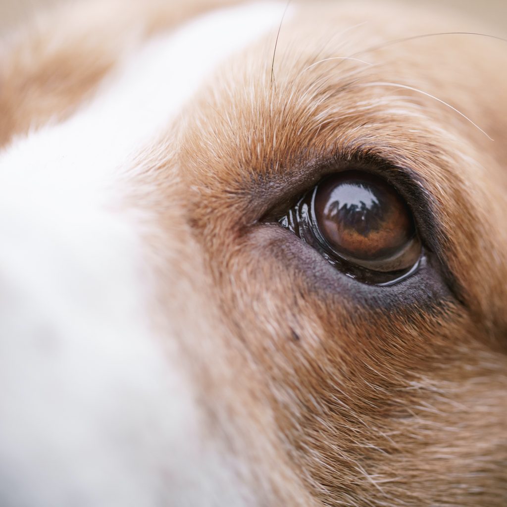 A closeup portrait of a beagle's brown eyes