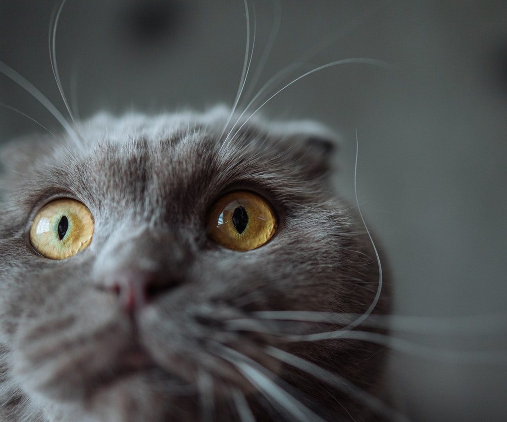 A close-up of a gray cat's whiskers