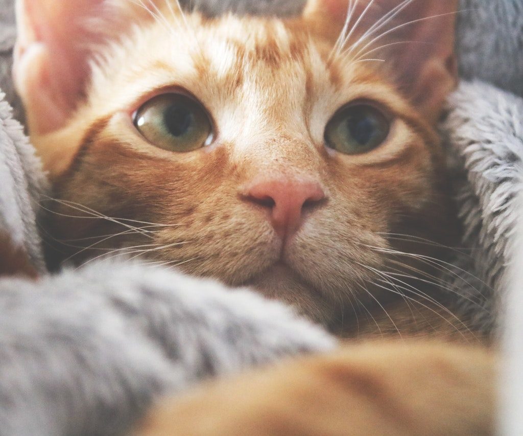 A close-up of an orange tabby nestled in a gray blanket.