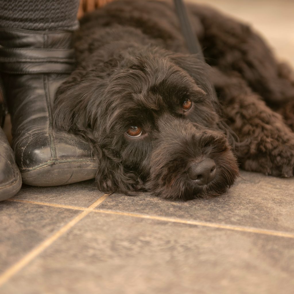 A Cockapoo puppy rests on the floor next to someone's feet