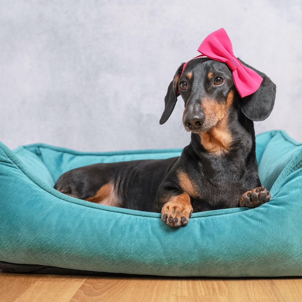 A black and tan dachshund wearing a pink bow sits in her bed
