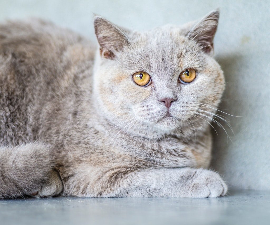 A dilute tortie American shorthair cat with amber eyes.