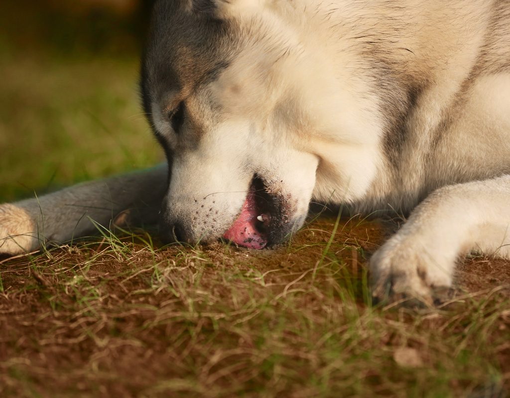 Dog eating dirt.