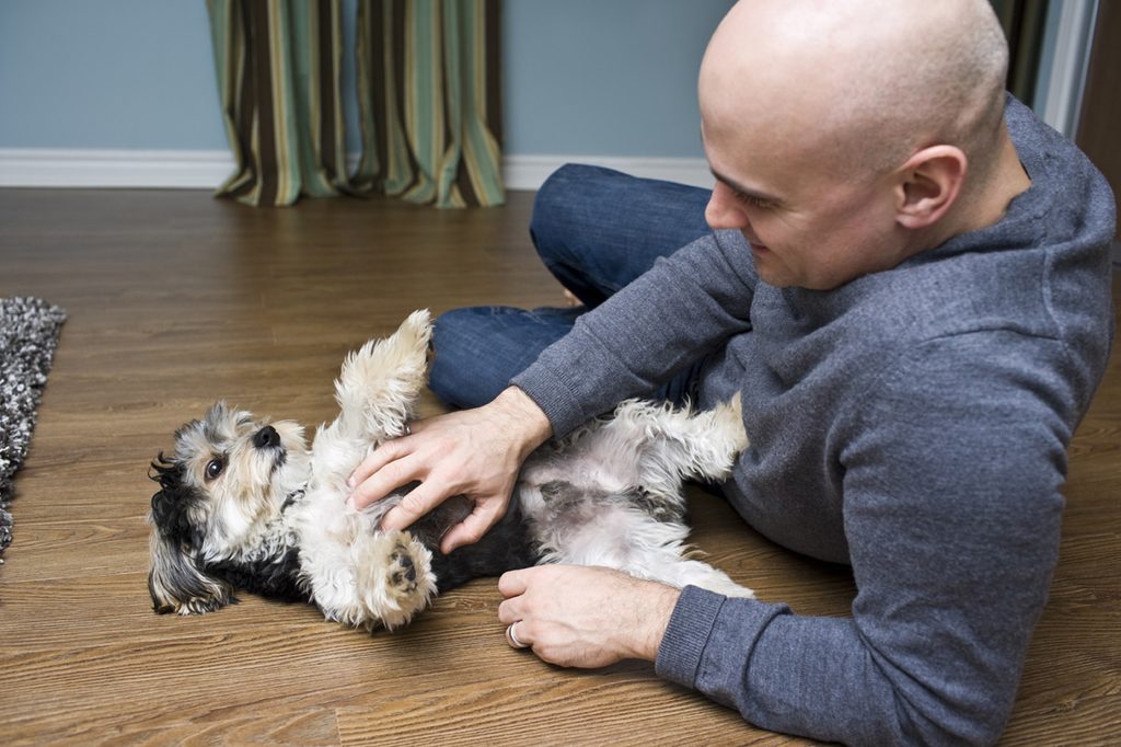 Dog enjoying belly rub.