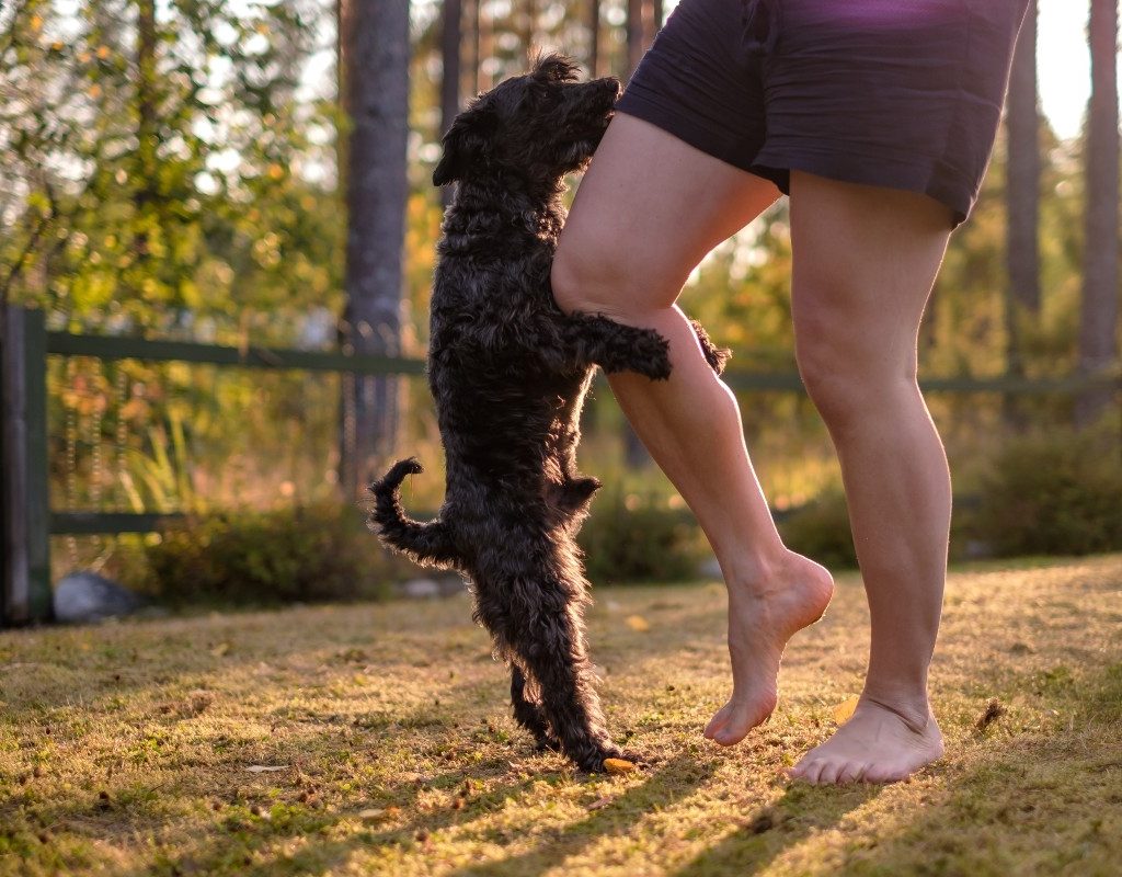 a dog humping a person's leg at a park