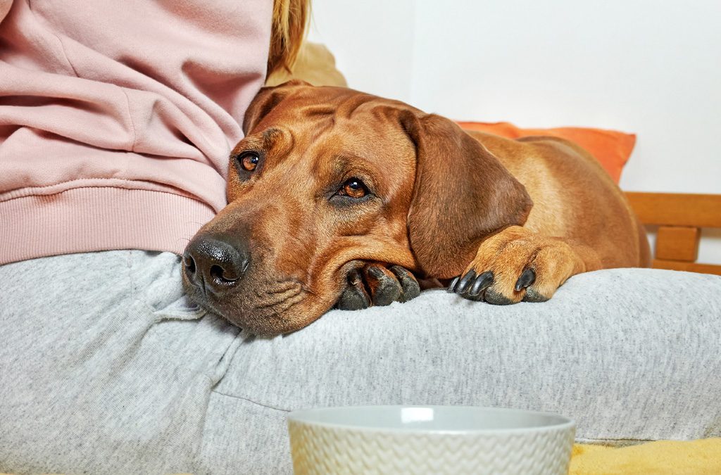 Dog laying head and paw on owner's lap.