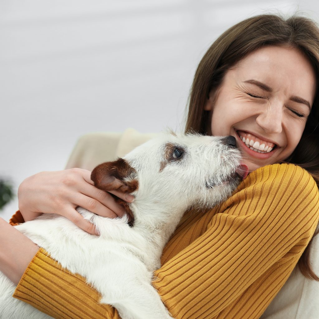 A young woman holds her Jack Russell terrier as he licks her