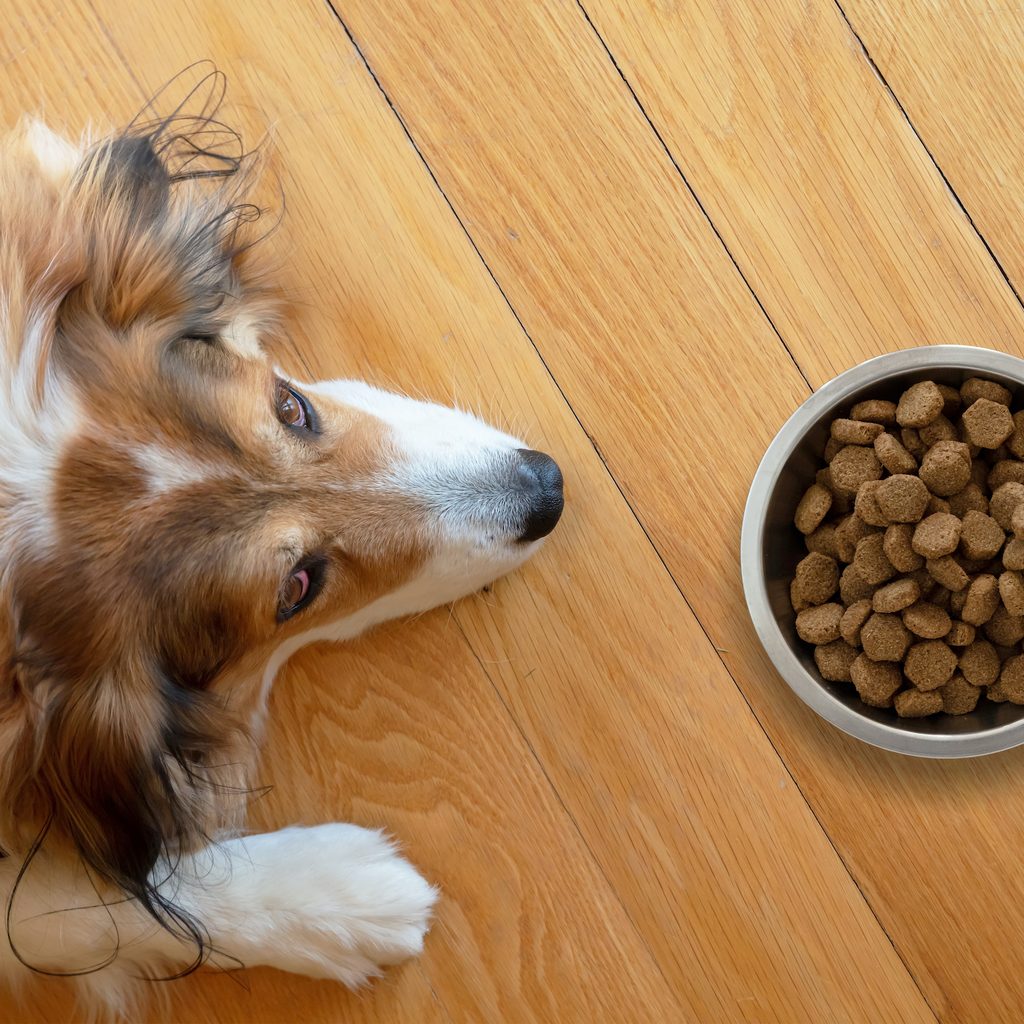 A dog lies on the floor next to a full food bowl