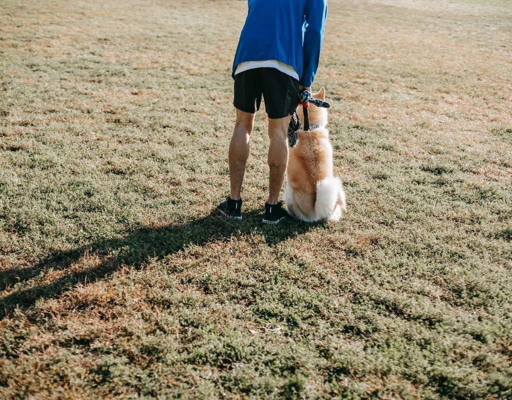 a dog sitting at the park