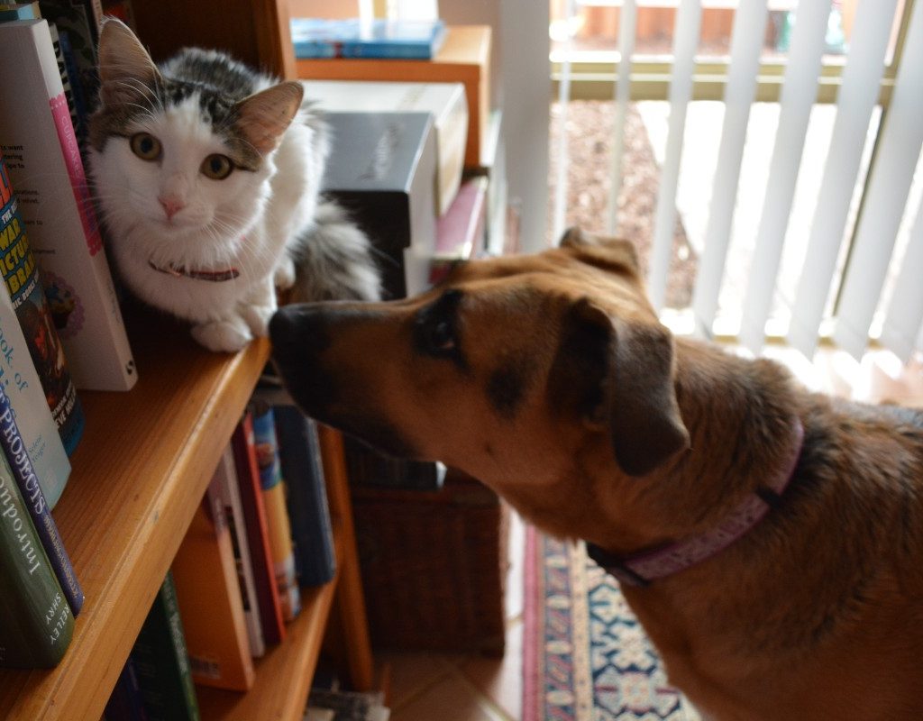 A dog sniffing a cat on a bookshelf