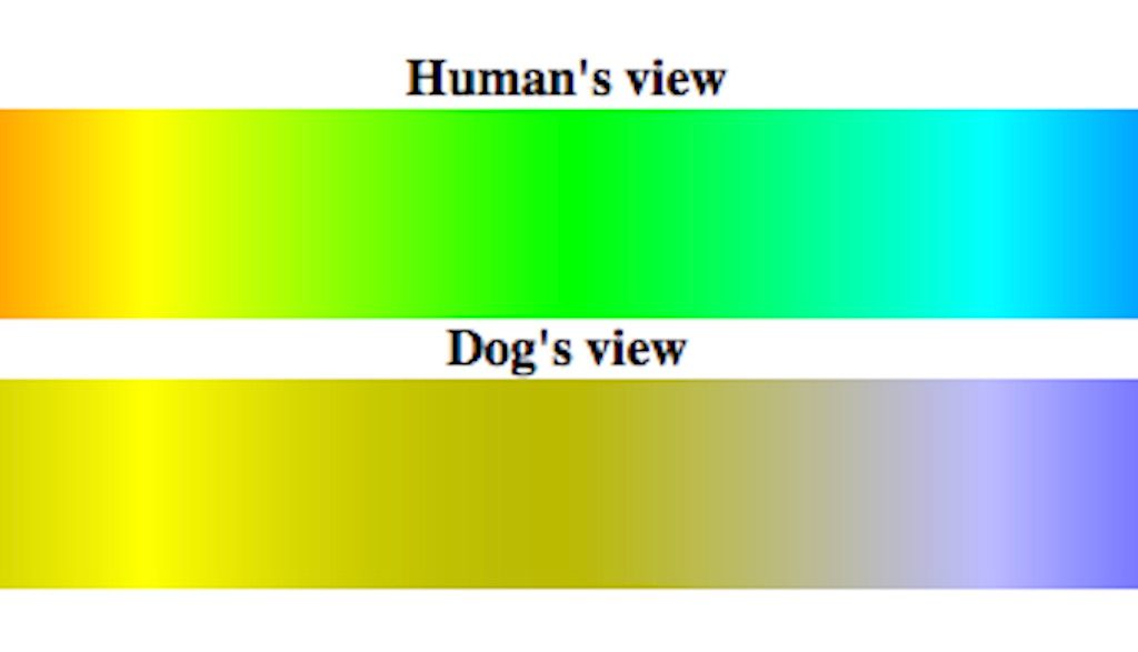 Dog's visual spectrum compared side-by-side to that of a human's
