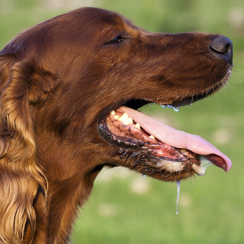 Profile of a drooling Irish Setter