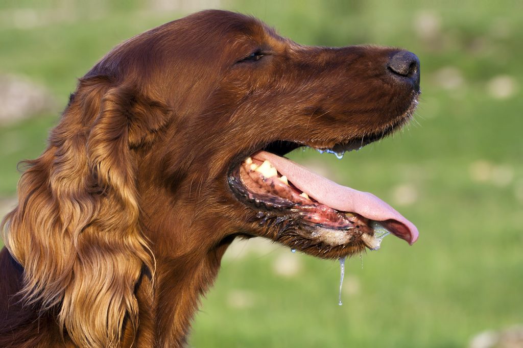 Profile of a drooling Irish Setter