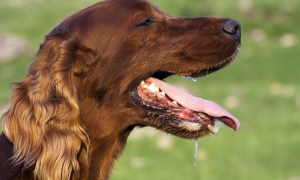 Profile of a drooling Irish setter