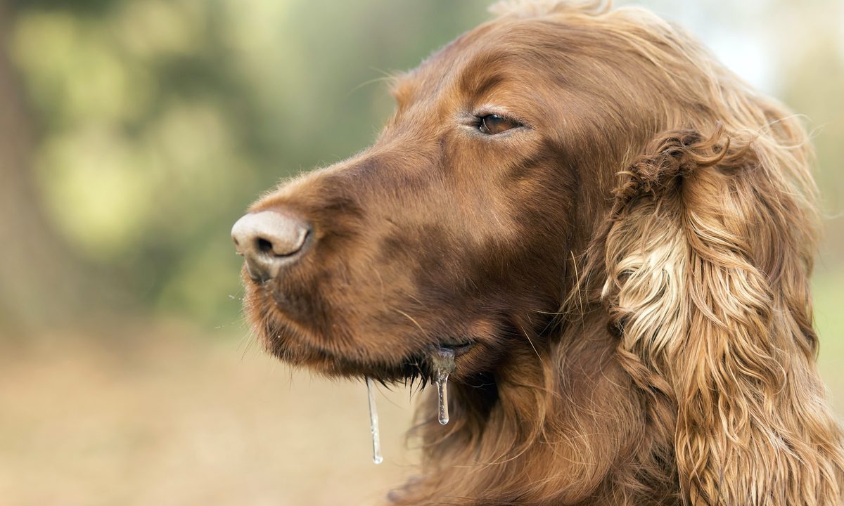 A drooling Irish setter looks to the side