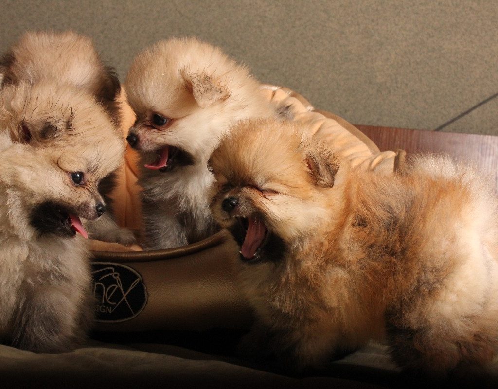 four fluffy puppies inside
