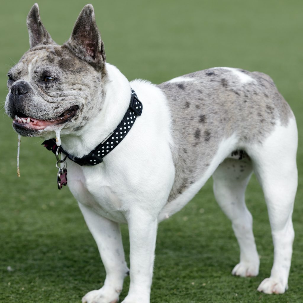 A French Bulldog with drool on her lips stands on the grass