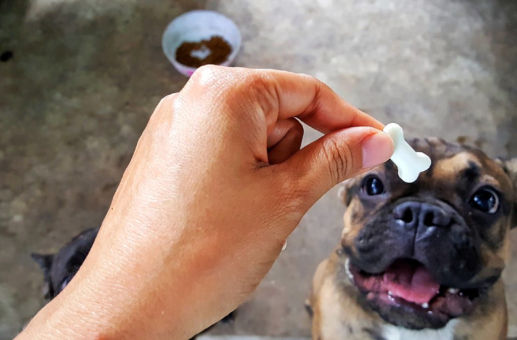French bulldog looking at treat.
